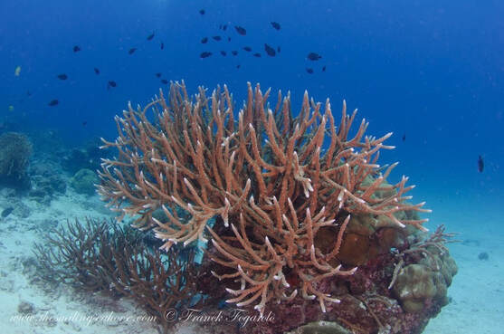 Branching corals