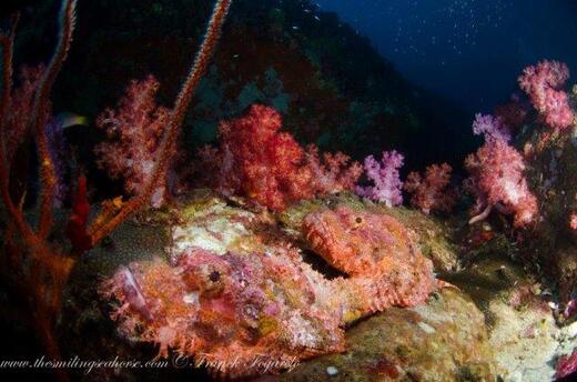how to differentiate the 3 subfamilies of Scorpionfish