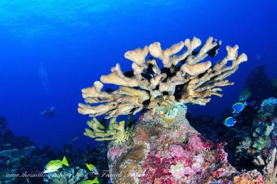 Elkhorn / Stahorn Corals in Thailand andaman sea