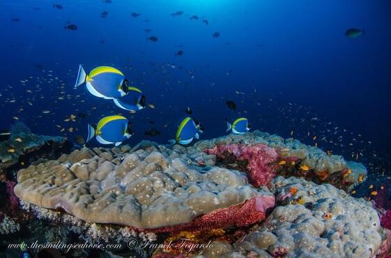 Andaman Sea Encrusting corals identification