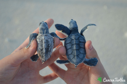baby hawksbill on the left VS baby green turtle on the right