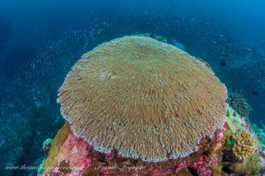 table corals of the andaman sea