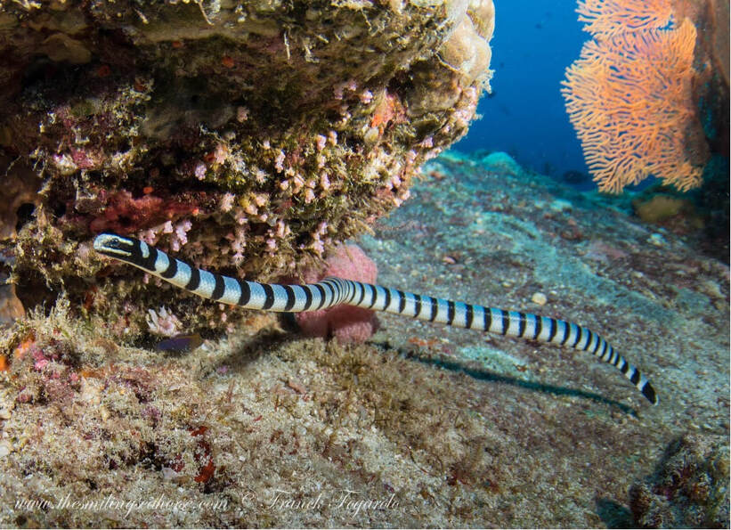 Banded sea krait VS pelagic sea snakes