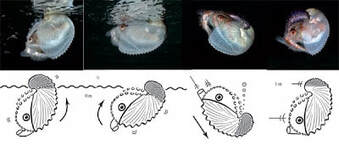 nautilus buoyancy infographic