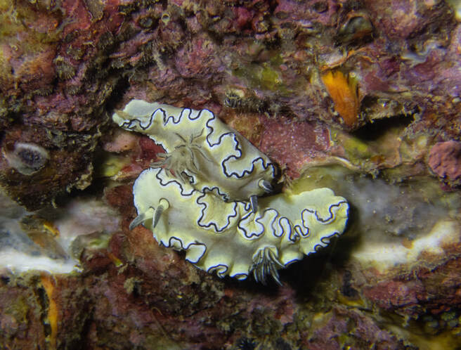 Nudibranches always make our day! 