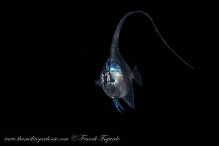Baby bannerfish 