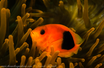 Clown fish in the reef 