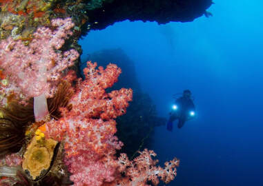 corals threatened by sunscreens