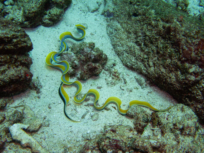 Beautiful ribbon eels