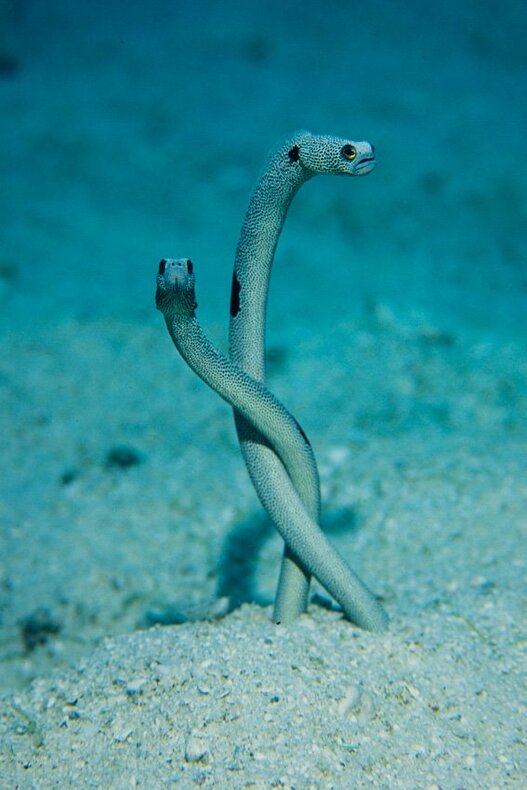 During mating, garden eels intertwine their upper halves, their tails remaining in their individual burrows.