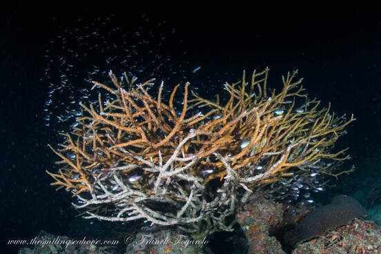 due to accelerating global warming, more and more corals no longer regenerate and see the entire reef die small little by little!