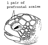 sea turtle identification, green turtle head