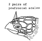 sea turtle identification, hawksbill head