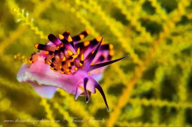 An other Nudibranch...