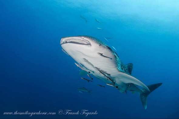Whale shark in Mergui Archipelago