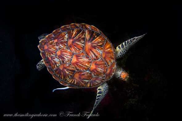 Sea turtle in Mergui Archipelago