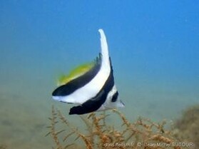 Juvenile common bannerfish 