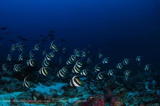schooling bannerfish in the similan