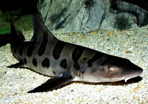 Real Leopard Shark