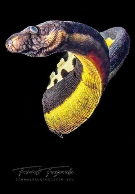 pelagic sea snake