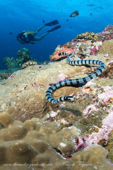 sea snakes in the andaman sea