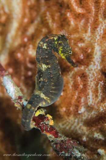 The male seahorse accepting eggs only from one female