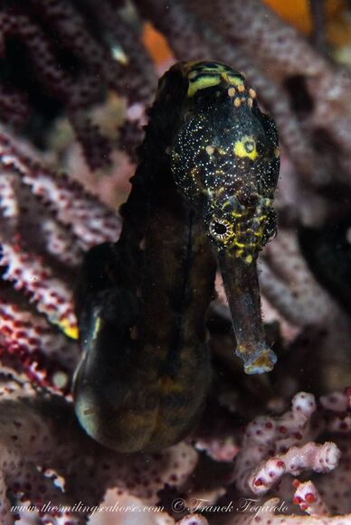 Beautiful seahorse in Mergui Archipelago 