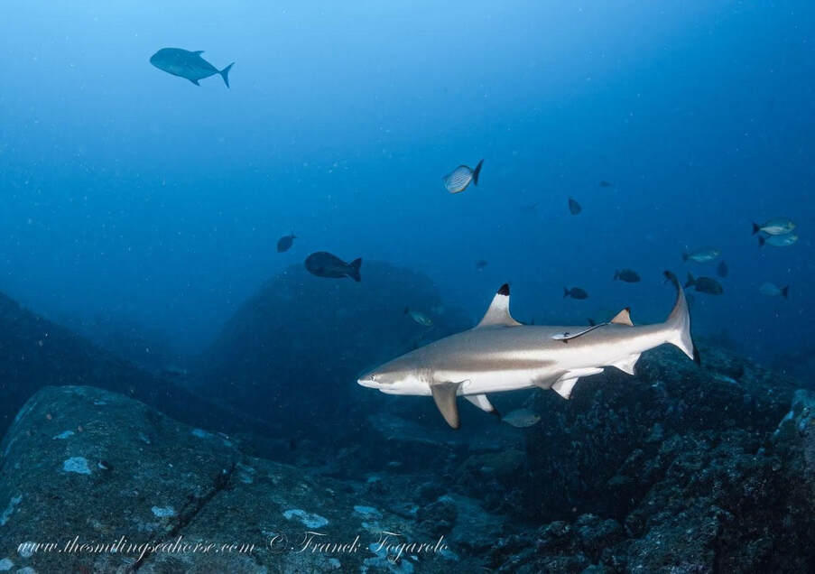 Blacktip Reef Sharks (Carcharhinus melanopterus):