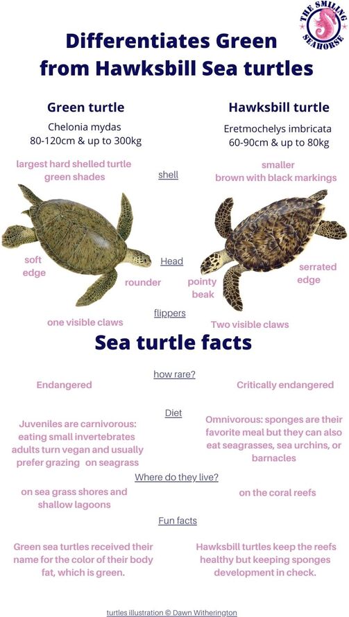 Hawkbill turtle VS green turtle: Sea turtle identification infographic