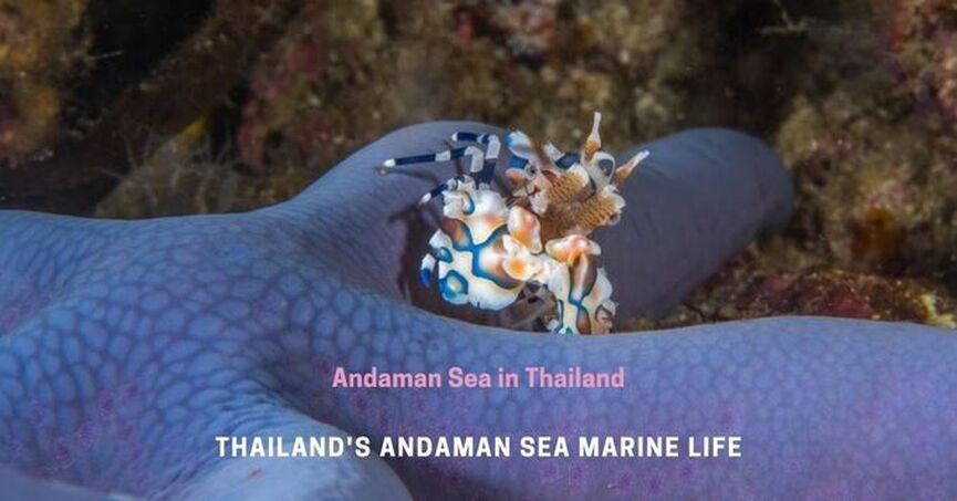 Marine life in Thailand Andaman Sea