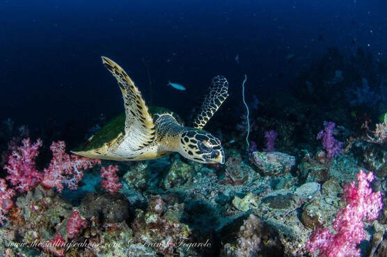 Adult hawksbill turtles are mainly found in tropical coral reefs.
