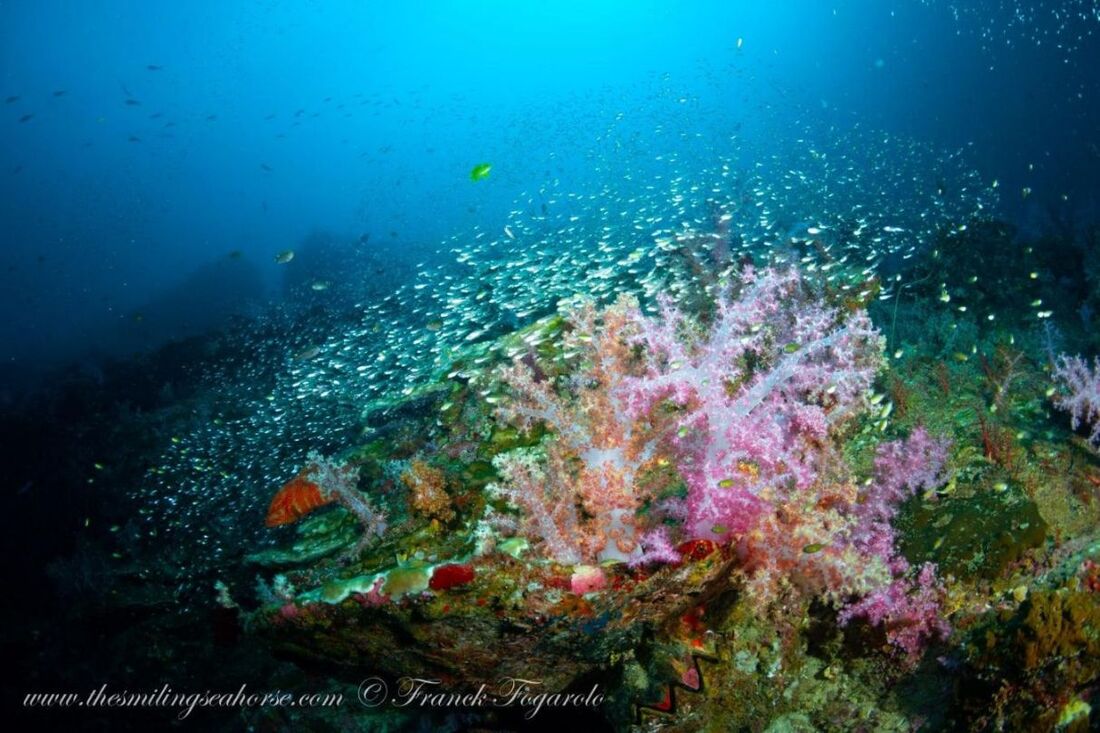 Colorful and lively coral reef