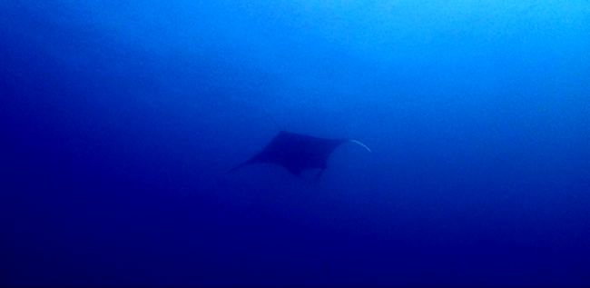 Our first Manta of the years! Thailand...