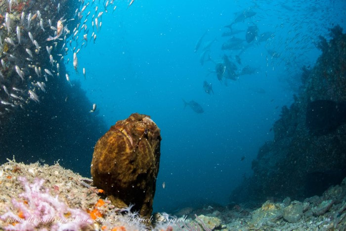 Giant frogfish Richelieu Rock
