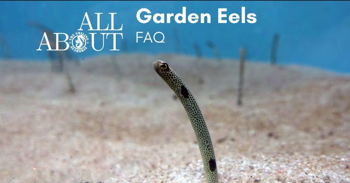 The wonderful garden eels: FAQ