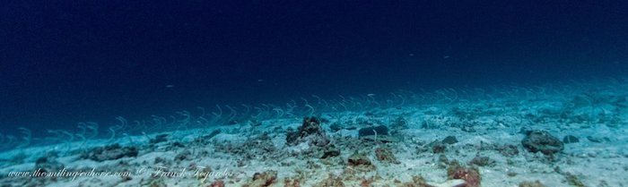 Field of garden eels swaying with currents