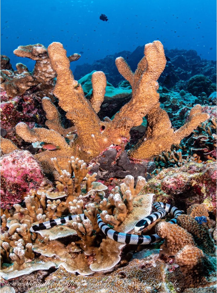 Sea kraits on the reef