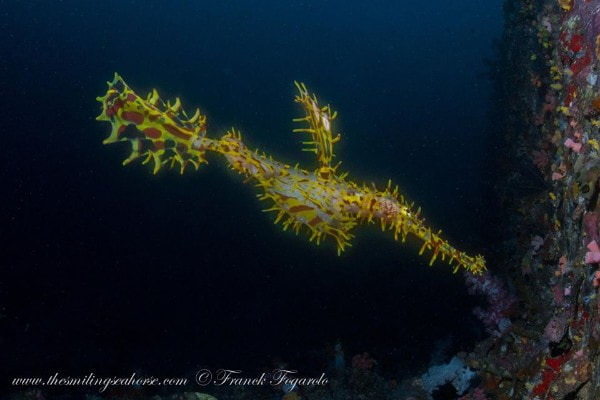 Ornate Ghost pipefish yellow finding macro diving dive myanmar
