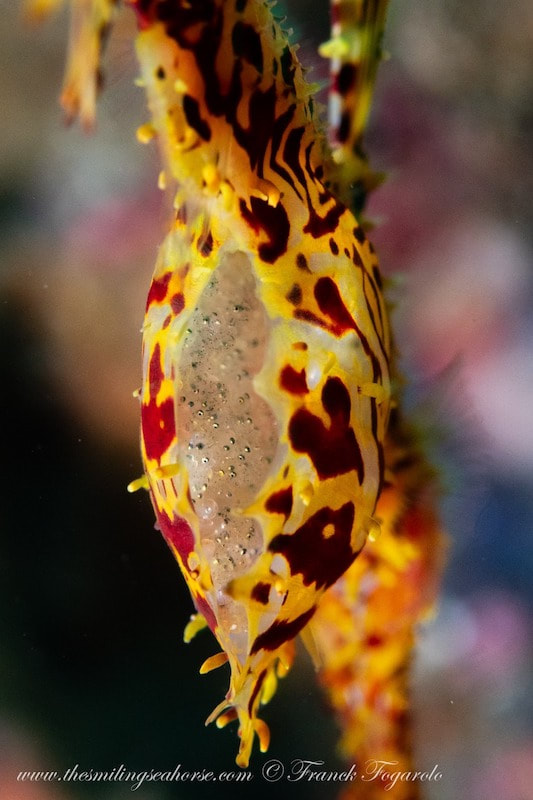 eggs of a harlequin ghost pipe fish