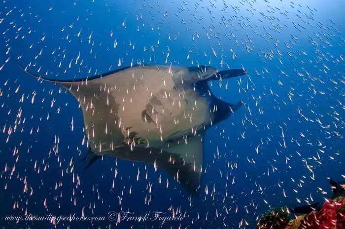 Giant manta in glass fishes
