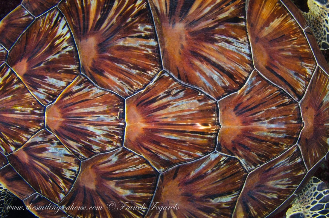 close up on green turtle carapace pattern