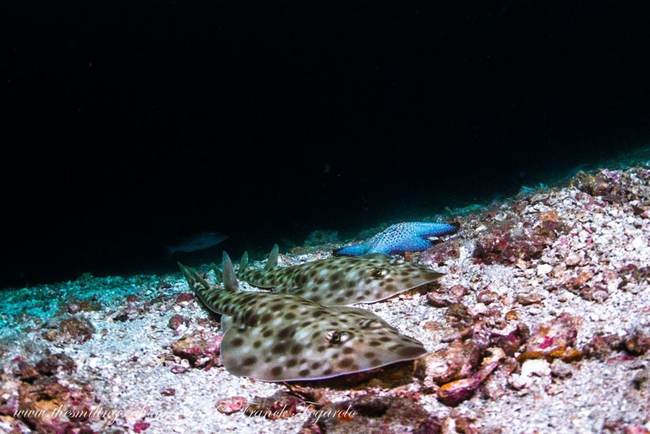 guitarshark guitarfish ray camouflage insolite marinelife underwaterphotography