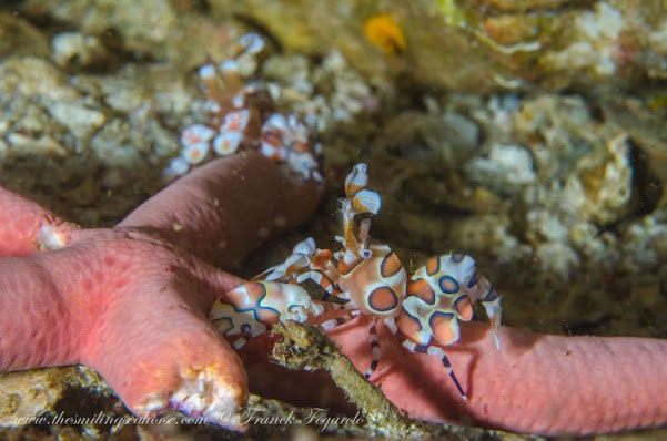 Harlequin shrimp feeding on a pink seastar