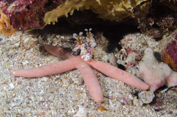 harlequin shrimp and starfish symbiotic relationship