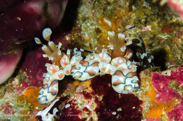 Harlequin Shrimp couple might stay together their entire life