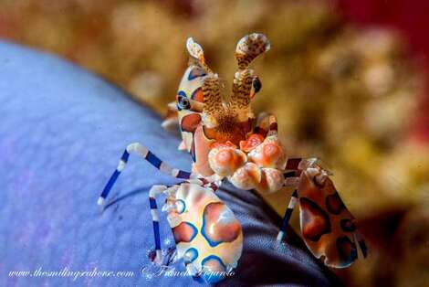 Harlequin shrimp in Richelieu Rock, Thailand