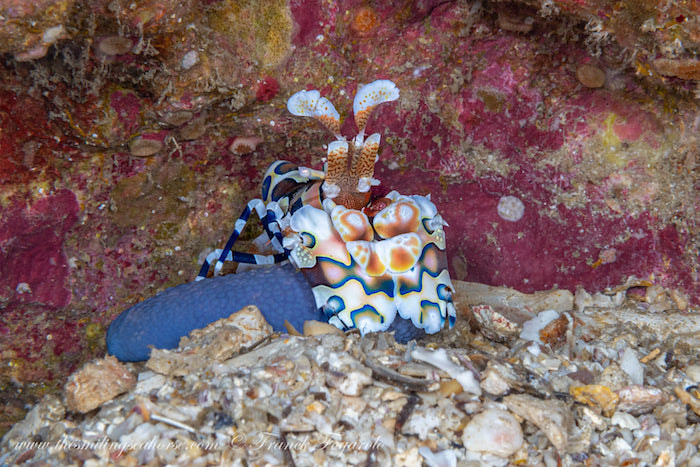 Harlequin shrimp, diving richelieu rock march 2022