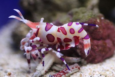H. Picta Hawaiian harlequin shrimp