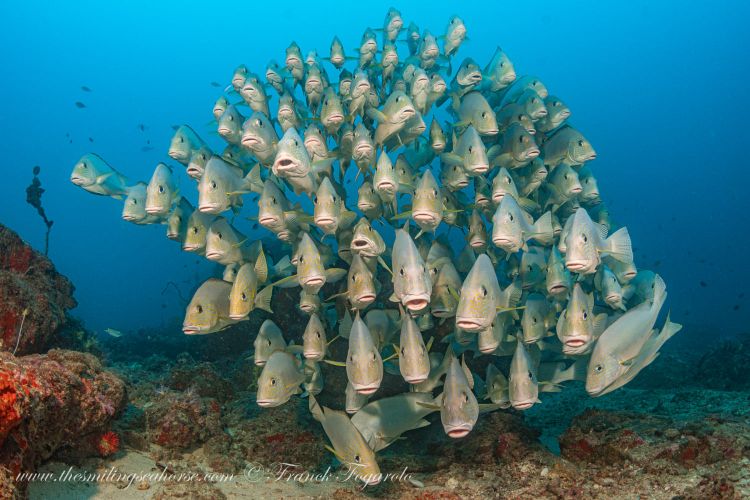 Sweetlips in formation for the show