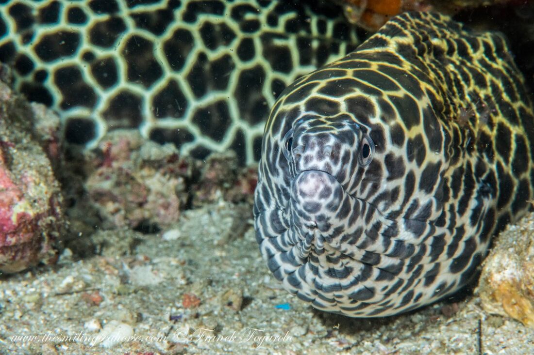 honeycomb moray eels